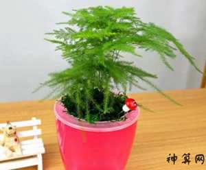 办公室鱼摆放风水禁忌(办公室风水摆件及摆放位置)