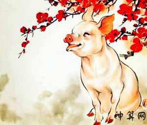 风水属猪的人养什么好(风水属猪的人养什么好呢)