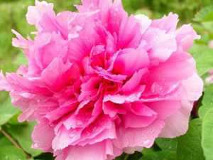 花中之王是什么花(花中之王是什么花名)
