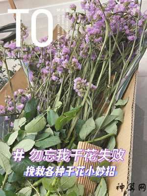 半干花风水(半干花怎么养)