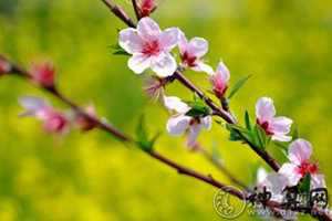 从风水阻止男人的烂桃花(什么风水能阻止烂桃花)