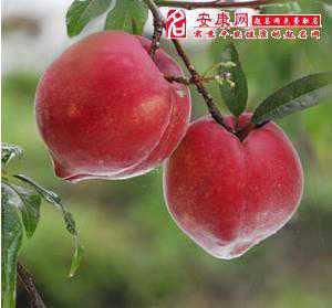做梦梦见摘一个大桃子是什么意思(做梦梦见摘一个大桃子是什么意思啊)