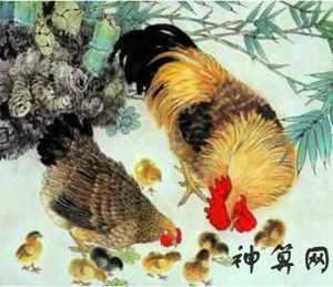 属鸡微信风水头像(属鸡人微信头像风水)