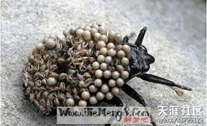 做梦梦见好多人吐虫子(做梦梦见好多人吐虫子什么意思)
