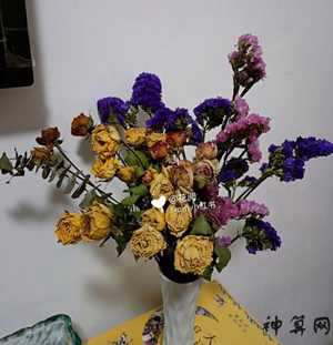家里放干花风水如何(家里放干花风水如何化解)