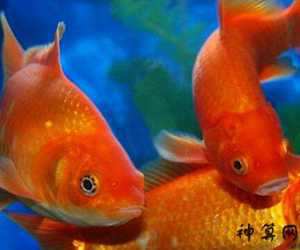 属猪人养几条风水鱼好(属猪人养几条风水鱼好呢)