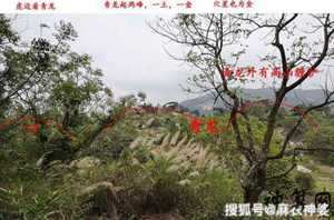 风水骑龙背(龙背风水好不好骑龙)