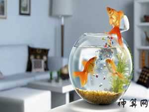 女人养鱼风水