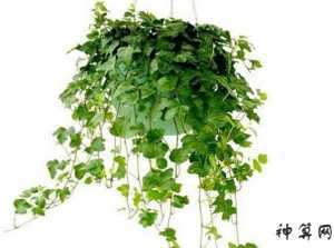 办公室养殖攀爬植物影响风水(办公室养殖攀爬植物影响风水吗)