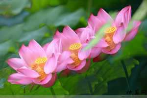 风水莲花帐图(风水莲花帐图片大全)