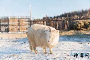 属羊在2019年每月运势如何(属羊在2019年每月运势如何呢)