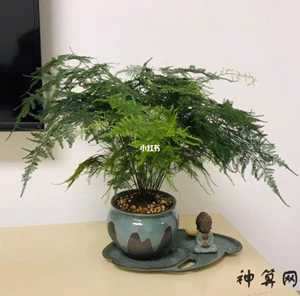 属猴风水摆哪些植物好(属猴风水摆哪些植物好呢)