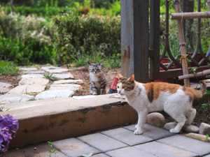 院子有猫风水