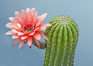 仙人掌花语是什么(仙人掌花语是什么意思)