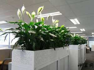 办公室植物风水好吗(办公室植物推荐风水)