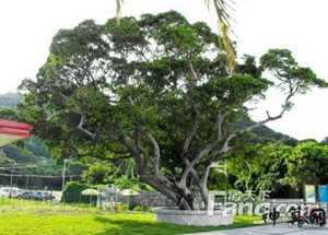 公司大门口摆放大树风水好不好(公司大门口摆放大树风水好不好呢)