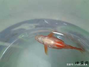 金鱼连死两条与风水(金鱼连死两条与风水有关吗)