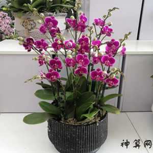 风水办公室可以养鲜花吗(风水办公室可以养鲜花吗视频)