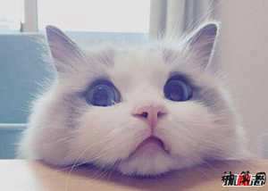 风水养猫的好处和坏处(风水养猫的好处和坏处有哪些)