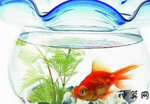 属兔鱼风水吉位(属兔鱼风水吉位在哪)