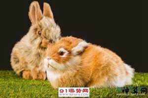 81年属兔的2017年运势(81年属鸡2017年运势)