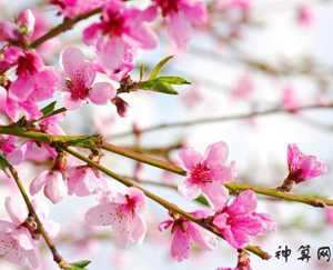用桃花风水(桃花风水寓意)