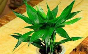 属鸡养什么植物风水学(属鸡养什么植物最好)