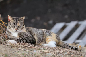 院子有野猫风水