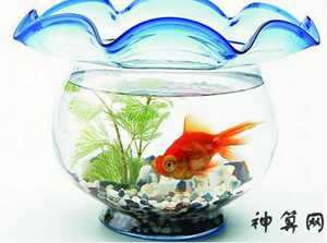 养金鱼风水喻意(养金鱼风水喻意什么)