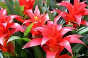 那些花风水好(哪些花风水好)