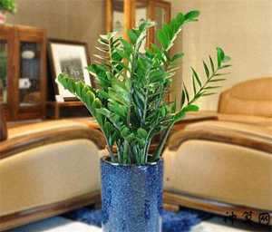 摆放花盆风水(摆放花盆风水讲究)