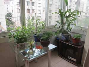 阳台裁什么植物风水好(阳台裁什么树好)