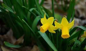 生肖风水植物水仙花(生肖风水植物水仙花图片大全)