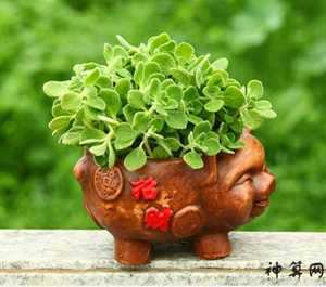属猪的她的风水花(属猪的风水花卉)