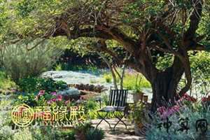 宅院栽树风水