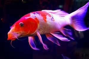 属虎人养锦鲤鱼风水(属虎人养锦鲤鱼风水好吗)