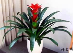 属虎风水鱼养什么好(属虎风水鱼养什么好呢)