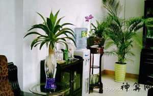 花与风水(花与风水学)