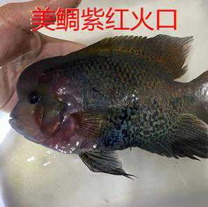 镇风水紫红色的鱼(紫红色的鱼是什么鱼)