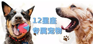 十二星座的专属宠物-神算网(十二星座的专属宠物分别是什么)