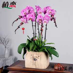 蝴蝶兰花风水摆放禁忌(蝴蝶兰花风水摆放禁忌图)