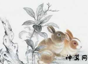 属兔人2022年每月运势(属兔人2022年每月运势及运程详解)