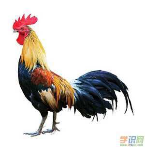 男人梦见大公鸡什么征兆(男人梦见大公鸡什么征兆解梦)