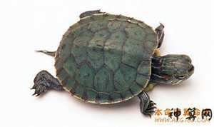 家养乌龟风水几只好(家养乌龟风水几只好呢)