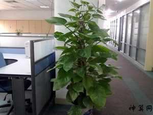 办公室首选的风水植物(办公室首选的风水植物有哪些)