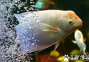 招财鱼风水(招财鱼风水作用)
