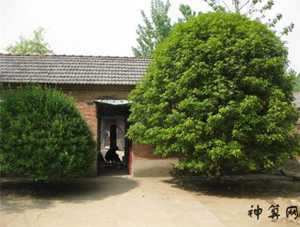 门口的风水树有哪些(门口的风水树有哪些图片)
