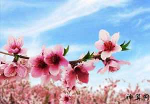招桃花风水多久见效(招桃花风水)