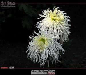 梦见逝者还活着并且说话是什么意思-神算网(梦见逝者还活着并且和自己说话)