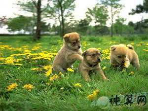 属狗狗年风水(属狗2021年风水)